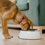 Programme nutrition et exercice pour chien